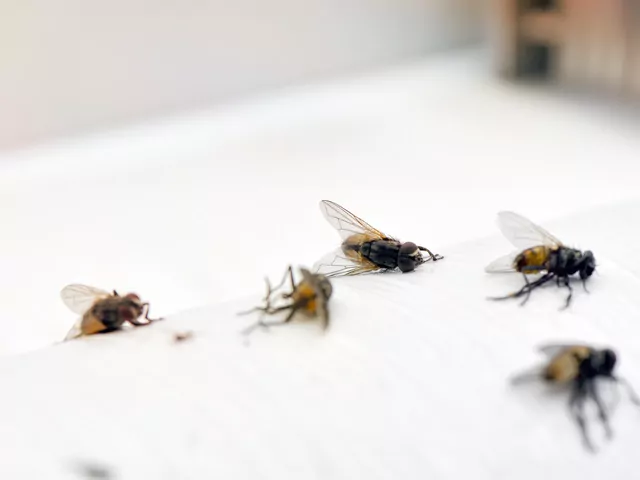 4 skuteczne pułapki na muchy