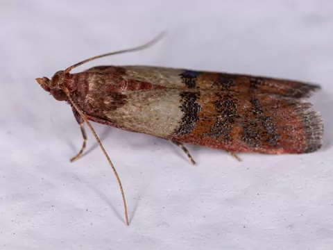 Omacnica spichrzanka – przyczyny i zwalczanie