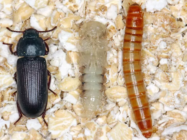 Mącznik młynarek: występowanie i zwalczanie