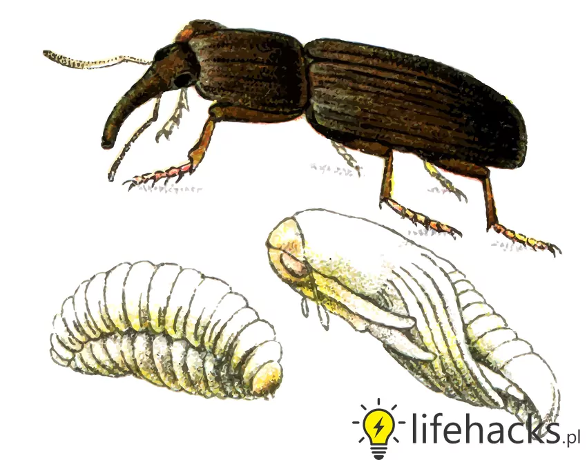Wołek zbożowy i larwa