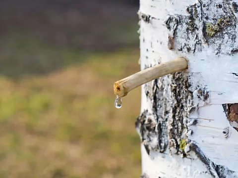 Na co pomaga sok z brzozy?