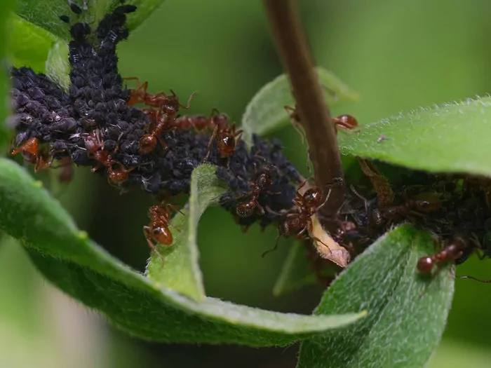 Jak skutecznie pozbyć się mrówek z ogrodu