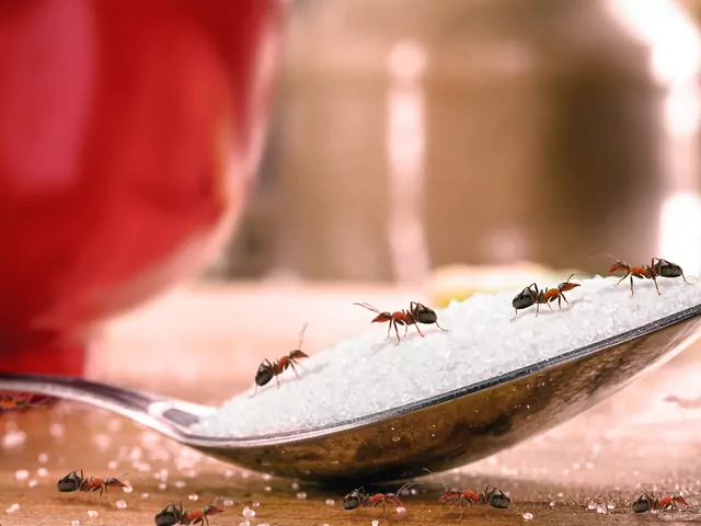 Domowe pułapki na mrówki krokowo