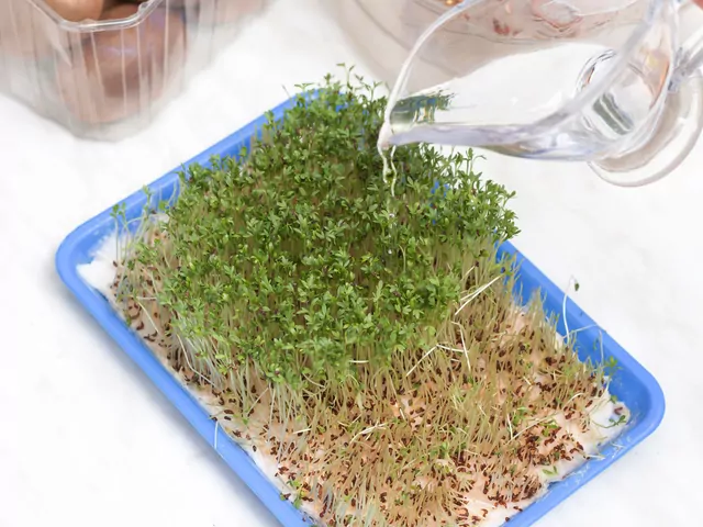 Jak posadzić rzeżuchę?