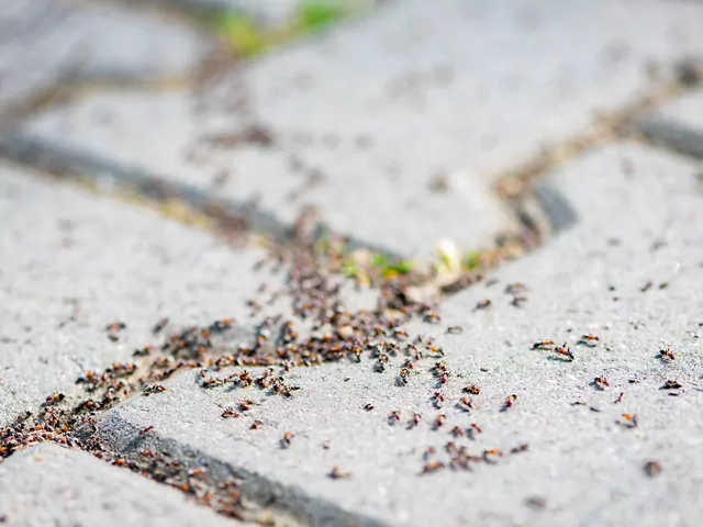 Sposoby na mrówki w ogrodzie
