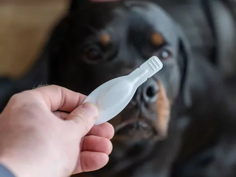 Najlepsze preparaty na pchły