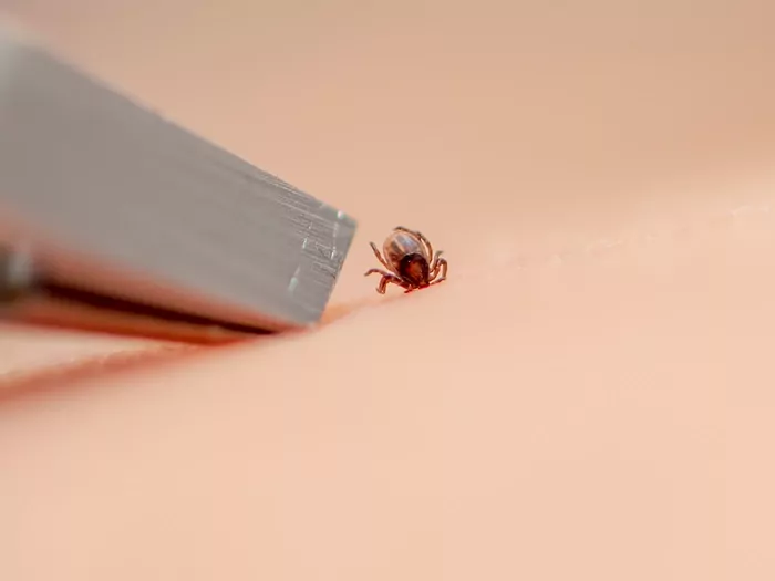 Kiedy pojawiają się objawy ukąszenia kleszcza?