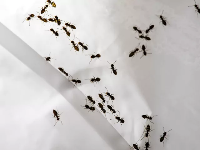 Najlepsza trutka na mrówki