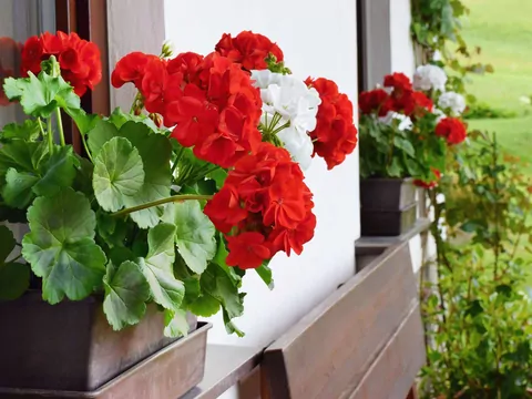 Nawożenie jodyną pelargonii na balkonie