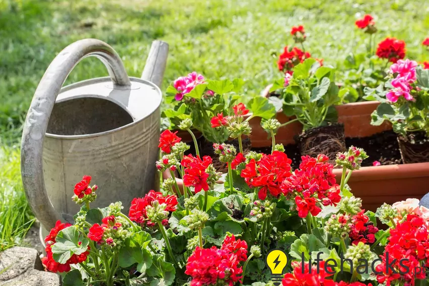 Pelargonie kwitną obficiej, jeśli zostaną intensywnie nawiezione, na przykład za pomocą jodyny Pelargonie w doniczkach z konewką