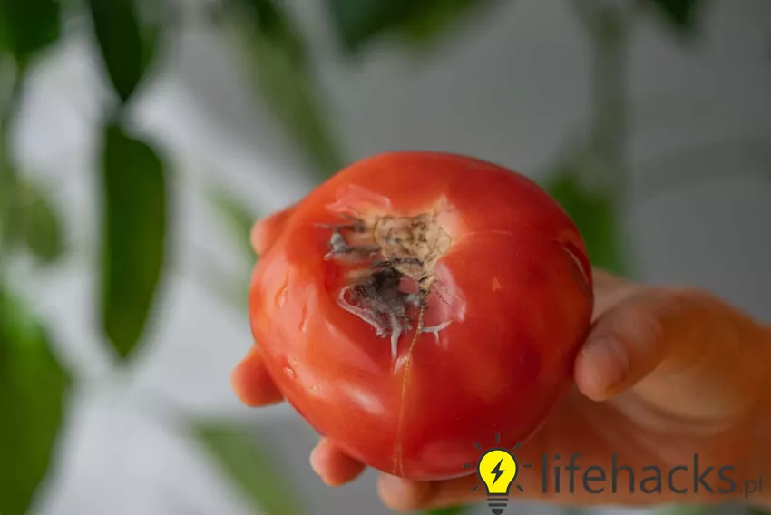 Przechowywanie pomidorów w lodówce przyspiesza rozwój pleśni i pogarsza ich smak Pleśń na pomidorze