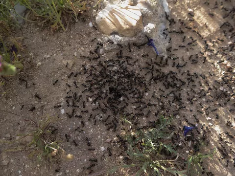 Domowy sposób na mrówki w ogrodzie