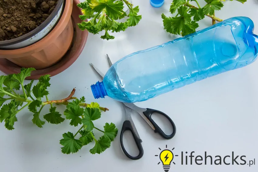 Nie wyrzucaj plastikowej butelki! Zrób z niej świetny gadżet do kwiatów Plastikowa butelka