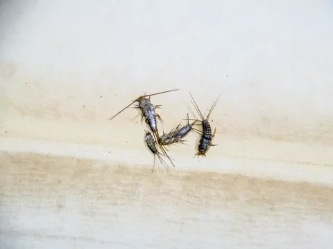 Pozbądź się rybików z domu