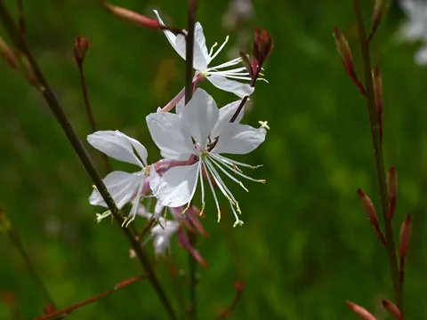 Gaura Lindheimera w ogrodzie