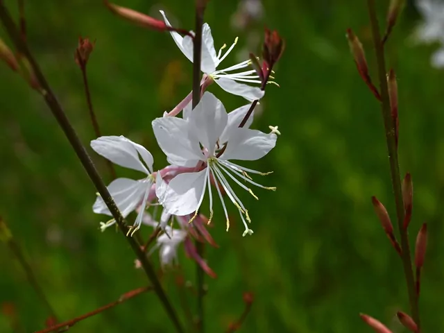 Gaura Lindheimera w ogrodzie
