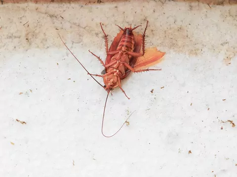 Skuteczne sposoby na prusaki