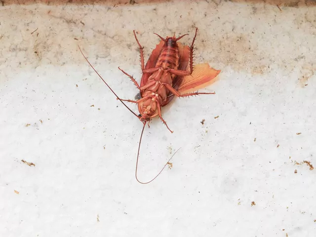 Skuteczne sposoby na prusaki