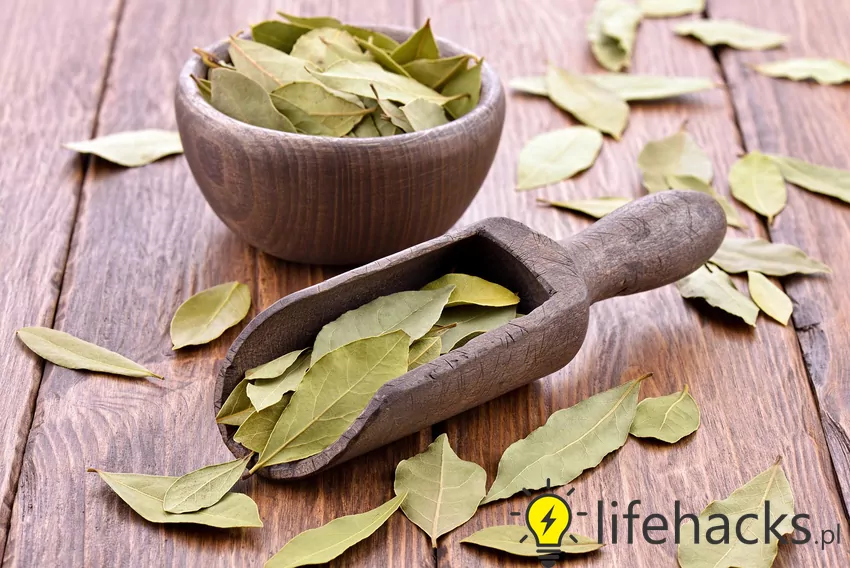 Woń liści laurowych zaburza orientację gryzoni Suszone liście laurowe