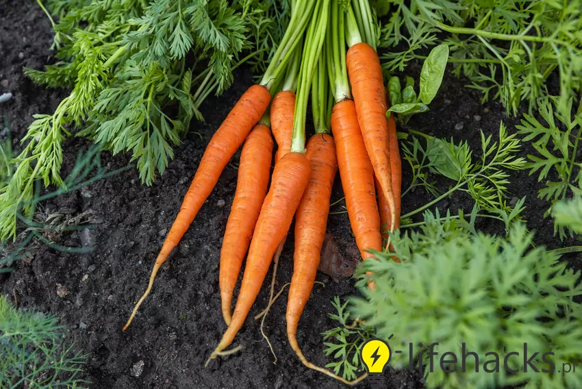 Dobrze przygotowana marchew potrafi zachować świeżość do wiosny Marchewki w skrzyni