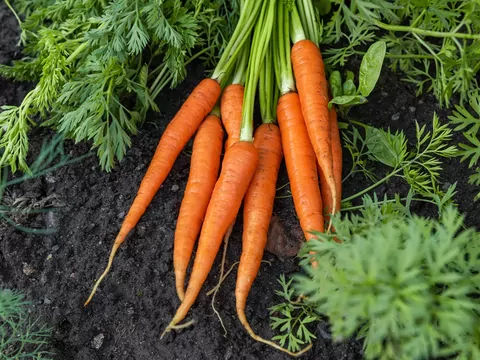 Przechowywanie marchewki