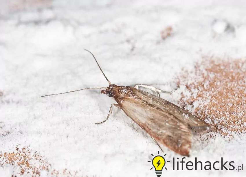 Aby pozbyć sie moli, niezbędne jest przejrzenie dokładnie wszystkich szafek, gdyż owady żerują na sypkich produktach Mole spożywcze