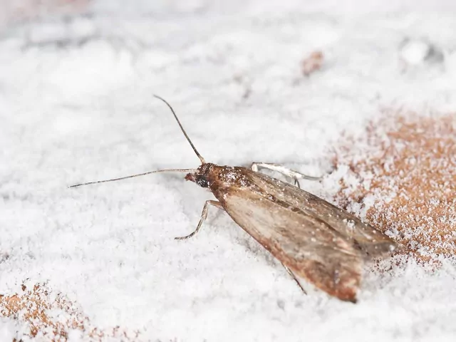 Najlepszy środek na mole spożywcze