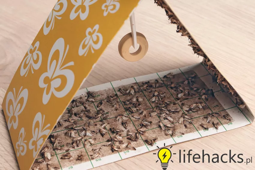 Lep na mole pozwala na wyłapanie dorosłych osobników latających, jednak larwy należy zwalczać w inny sposób Lep na mole spożywcze