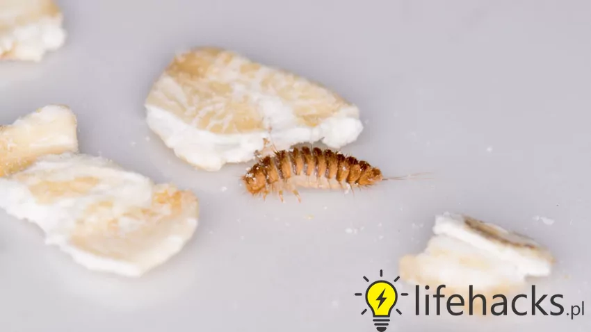 Szubak dwukropek larwa