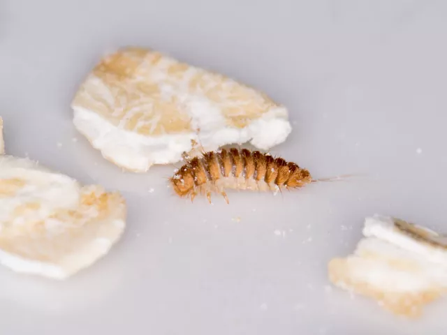 Sposoby zwalczania szubaka dwukropka