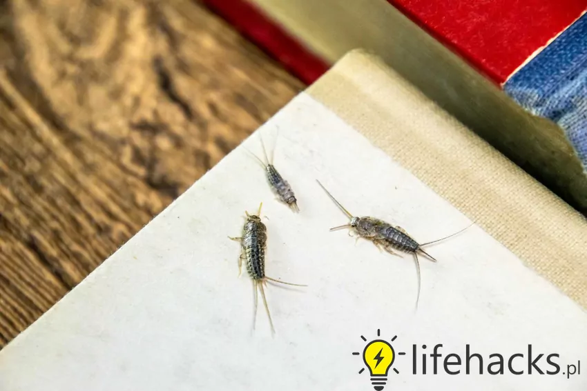 Rybiki łazienkowe Rybiki, inaczej srebrzyki