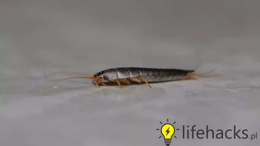 Aby skutecznie zwalczyć rybiki, należy ograniczyć wilgoć w pomieszczeniu, regularnie wietrzyć łazienkę i stosować środki owadobójcze Rybik łazienkowy