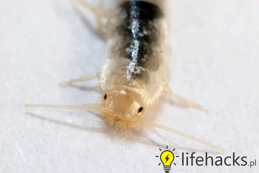 Robaki w łazienkach - jak je zwalczać?
