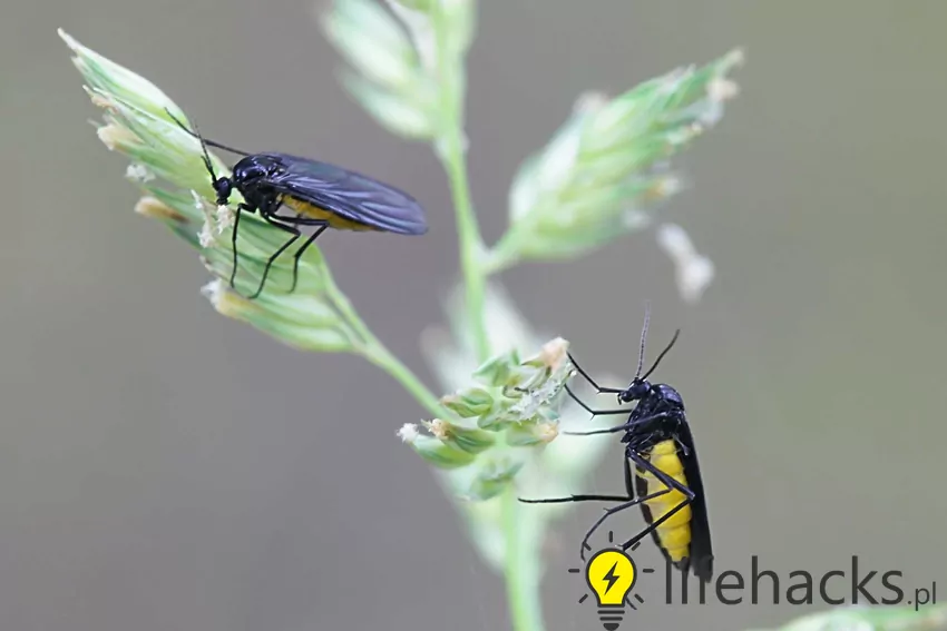 Ziemiórki na liściach