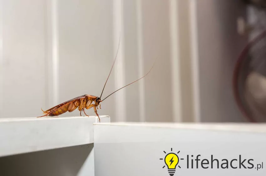 Karaluchy w domu