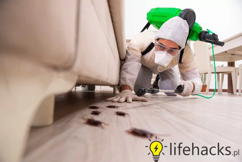 Zwalczanie karaluchów dezynsekcją