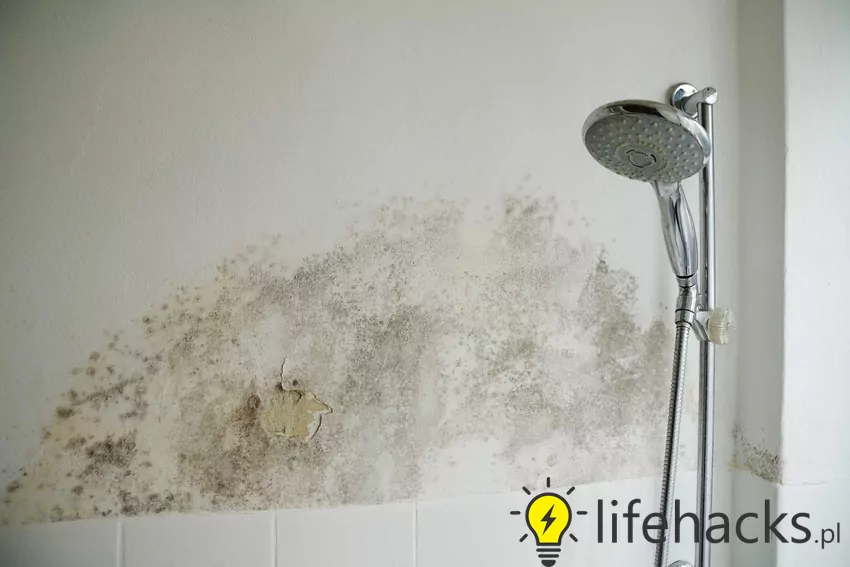 Pleśń na ścianie to największy problem w mieszkaniach. Przyczyny pleśni leżą w braku odpowiedniej wentylacji Pleśń na ścianie i suficie w mieszkaniu – przyczyny, najlepsze metody usuwania