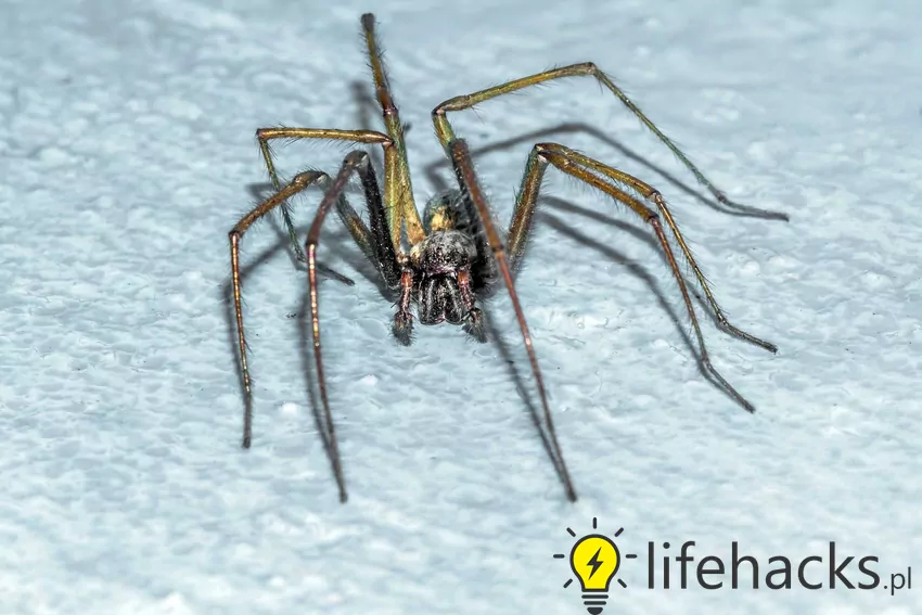 Najczęściej spotykany jest w zakamarkach domów, takich jak piwnice, strychy czy kąty pomieszczeń Kątnik domowy