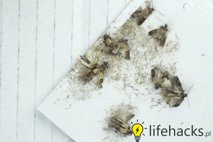 Mklik mączny - występowanie i zwalczanie