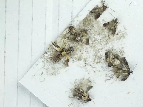 Mklik mączny - występowanie i zwalczanie