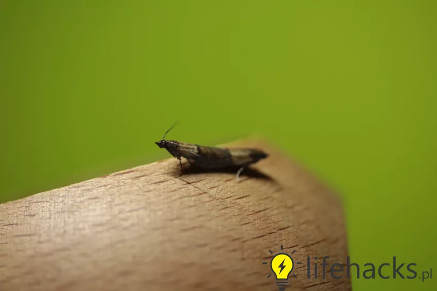 Aby skutecznie zwalczyć mklika mącznego, kluczowe jest dokładne oczyszczenie spiżarni Mklik mączny