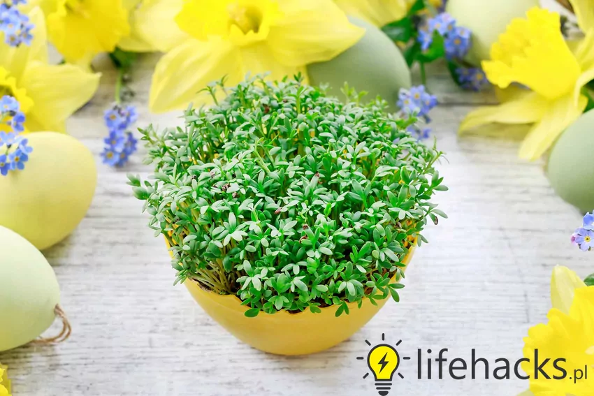 Jak posadzić rzeżuchę?