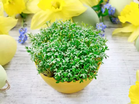 Jak posadzić rzeżuchę?