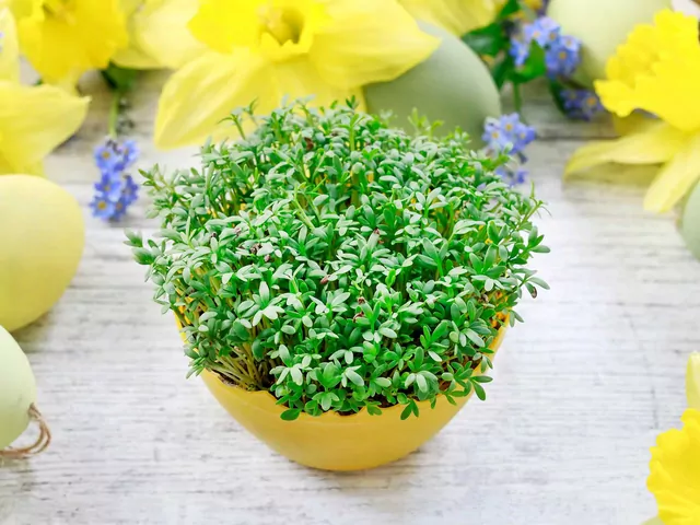 Jak posadzić rzeżuchę?