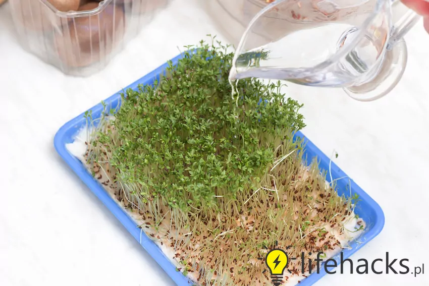 Rozłóż nasiona rzeżuchy równomiernie na wilgotnym podłożu, a potem regularnie zraszaj wodą Podlewanie rzeżuchy