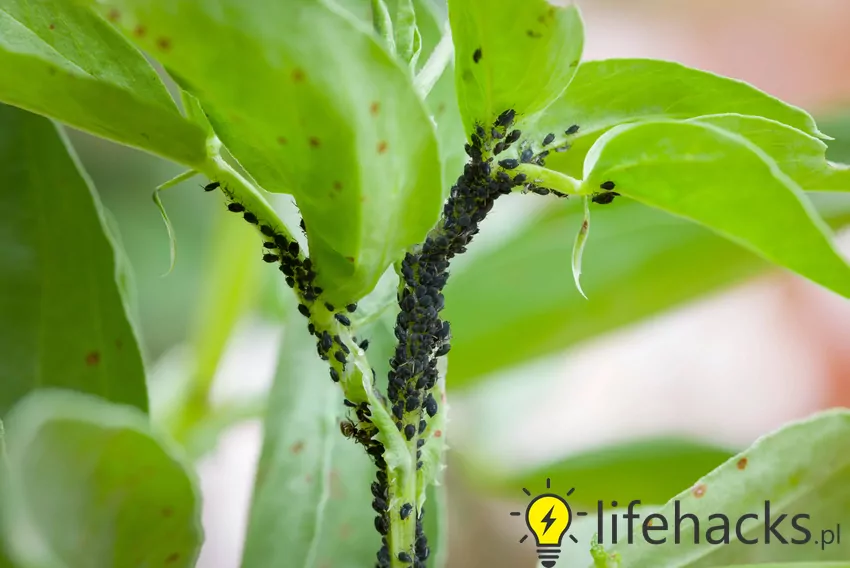 Jak stosować sodę na mszyce?