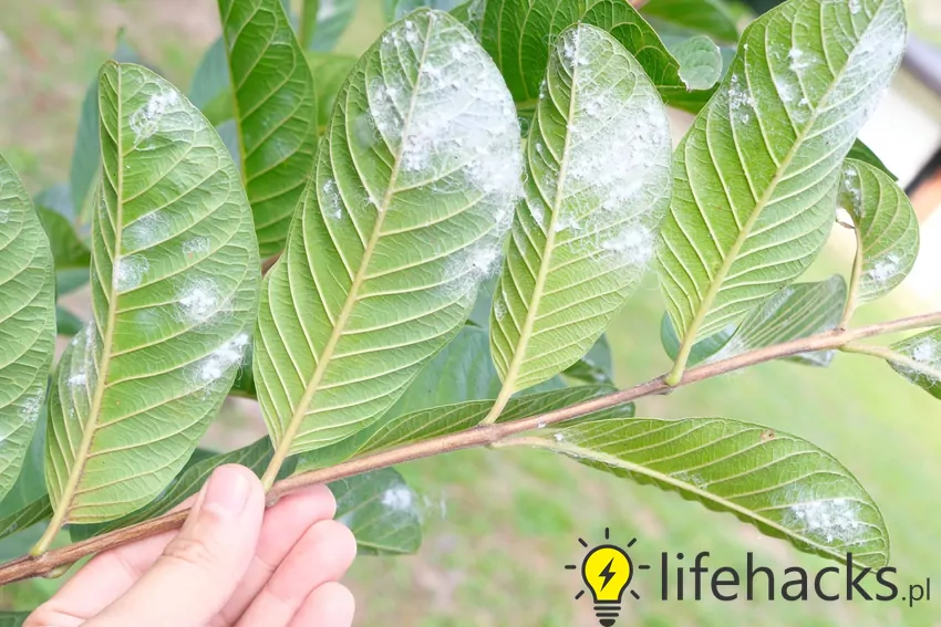 Przygotuj roztwór z 1 łyżki sody oczyszczonej, 1 litra wody i kilku kropel płynu do mycia naczyń, a następnie spryskaj nim rośliny Mszyce na liściach