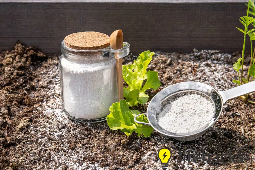 Jak stosować sodę na mrówki?