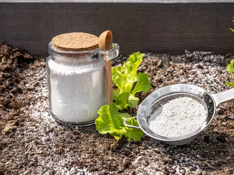 Jak stosować sodę na mrówki?