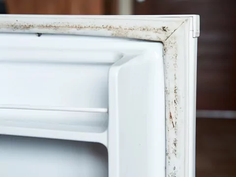 Pleśń w lodówce: przyczyny i usuwanie